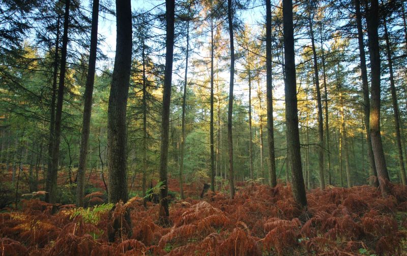 autumn woodland.jpg